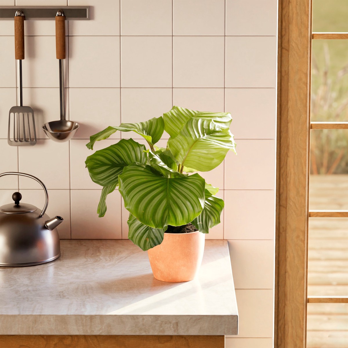 Calathea Orbifolia MediumEcoPotEarlGrey