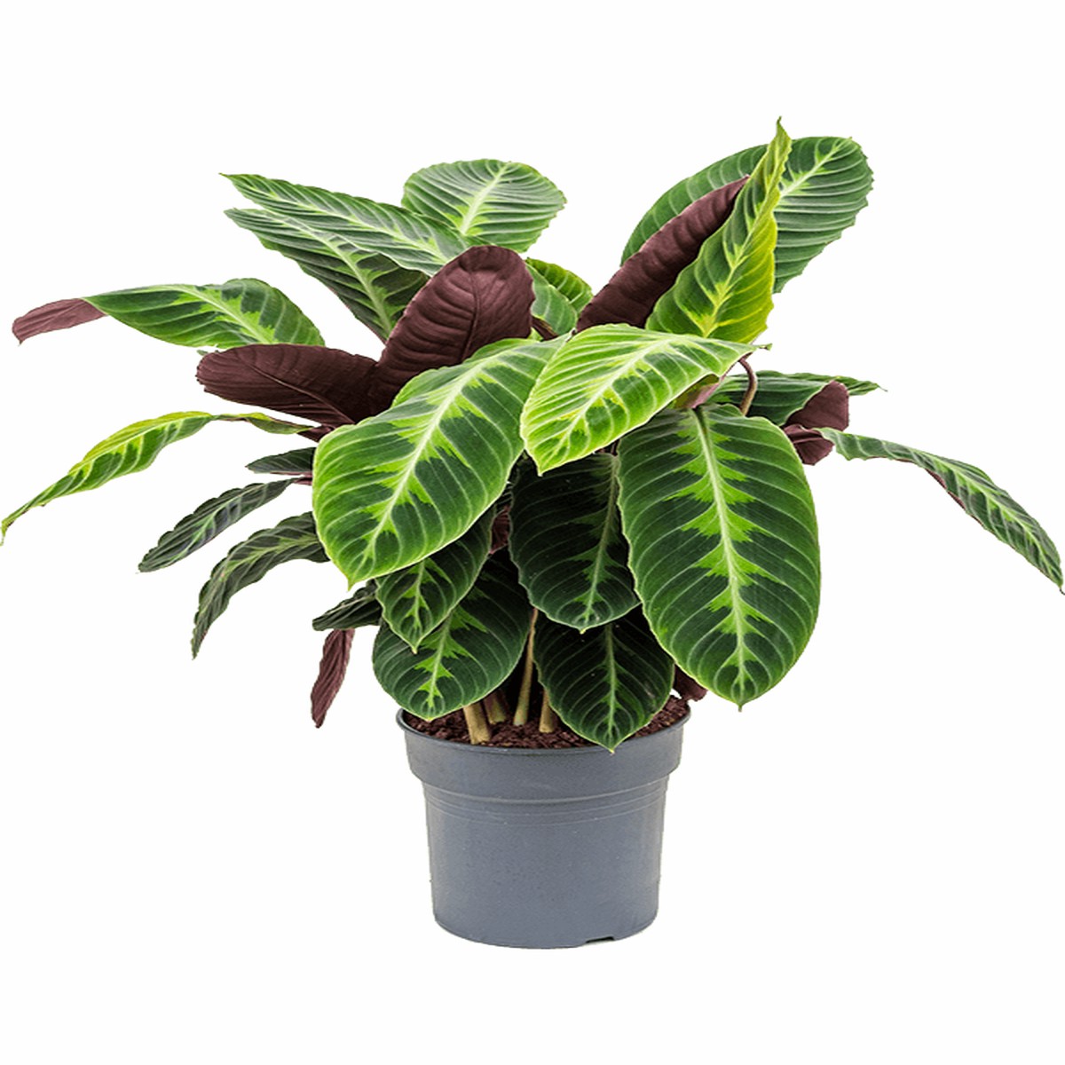 Calathea Warscewiczii Jungle Velvet MediumEcoPotCoconut