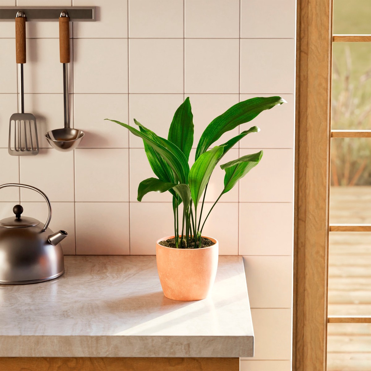 Cast Iron Plant ExtraLargeEcoPotMacadamia