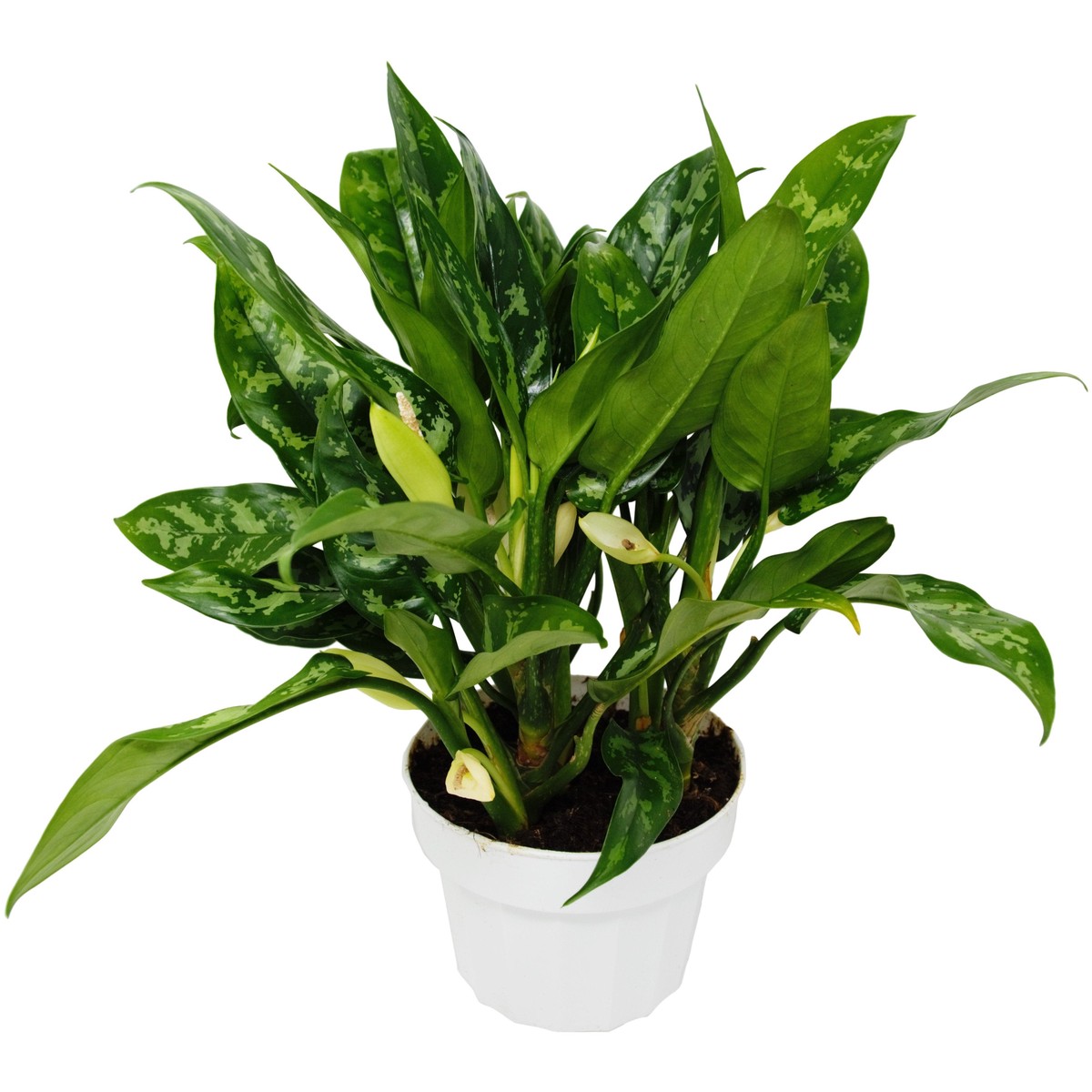 Chinese Evergreen Maria 6Pot