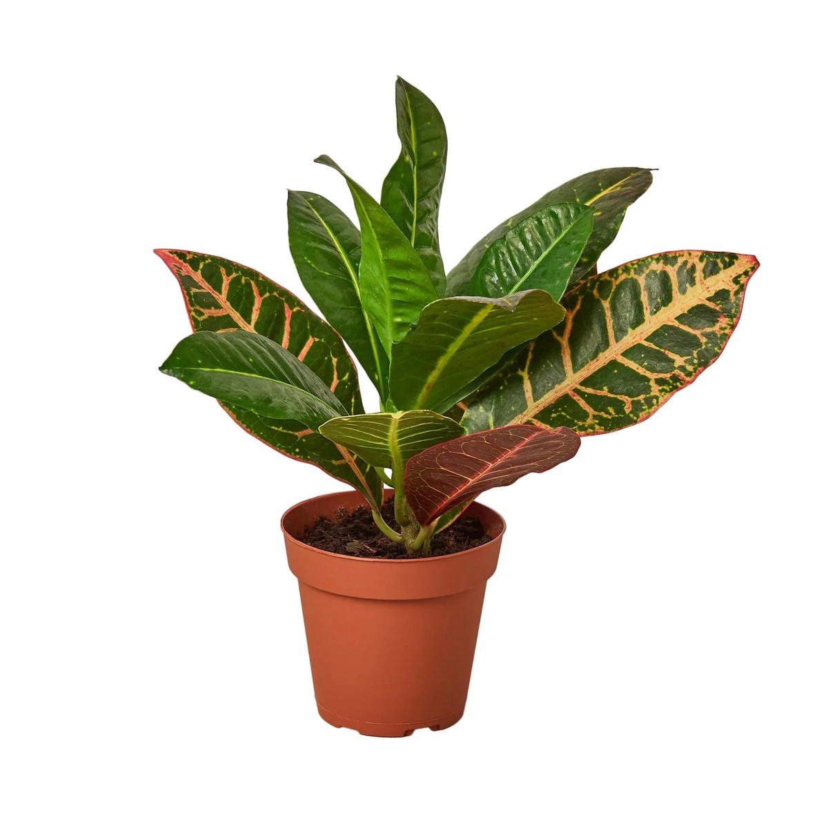 Croton Petra JosephS Coat 3PotNurseryPot