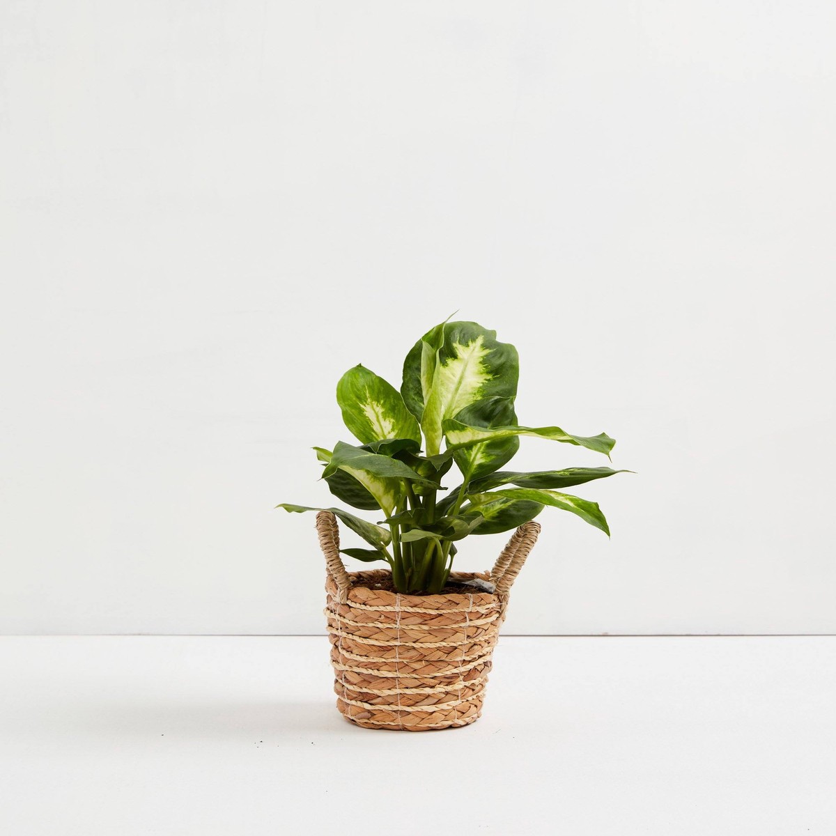 Dieffenbachia Camille SmallEcoPotChai