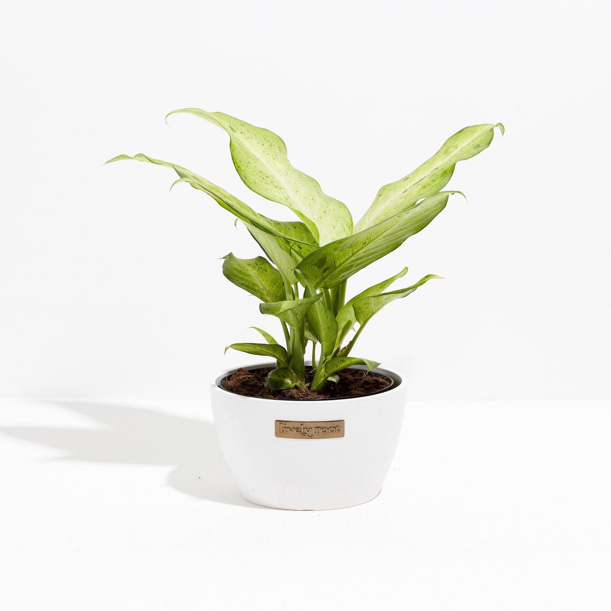 Dieffenbachia Camouflage MediumEcoPotMacadamia
