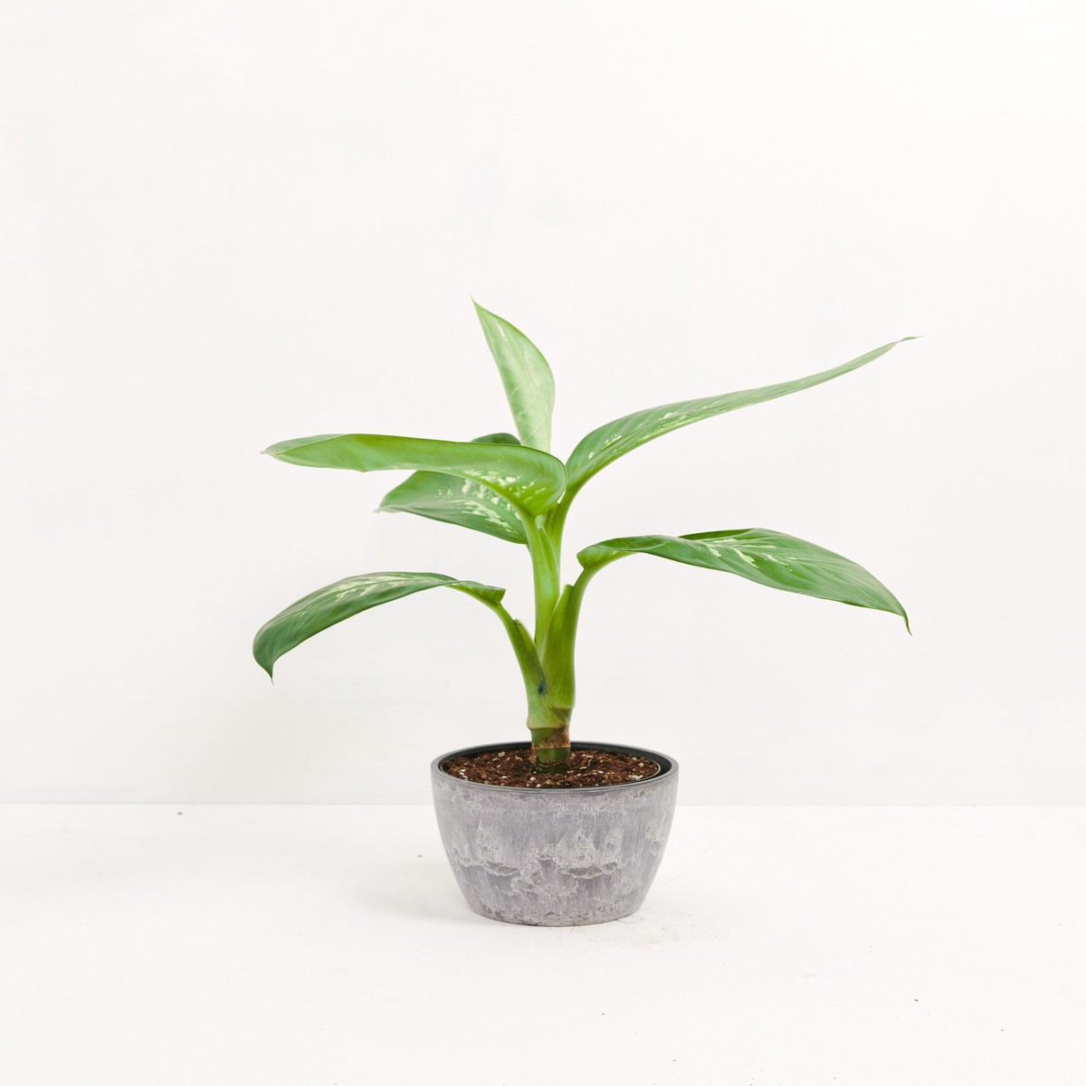 Dieffenbachia Carina MediumGrowerVaries