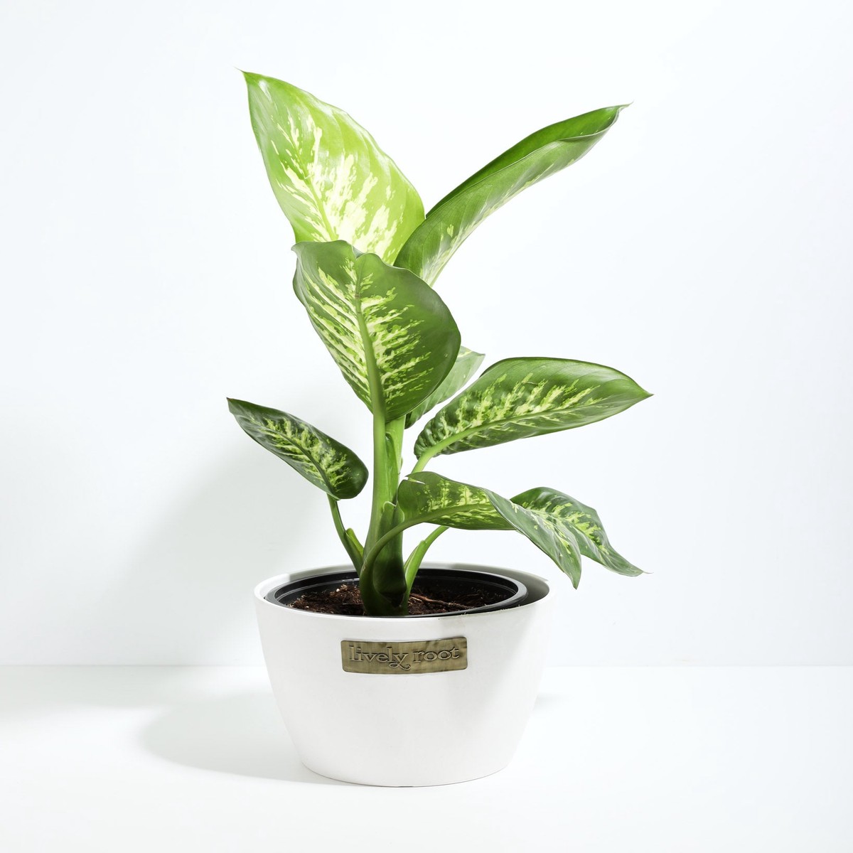 Dieffenbachia Tropic Snow SmallEcoPotCoconut