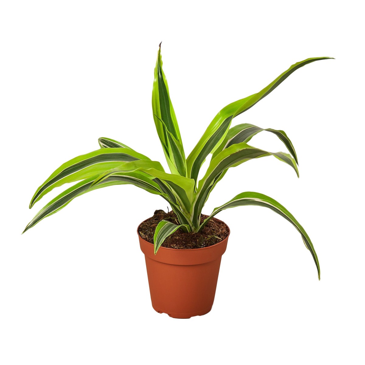 Dracaena Deremensis Lemon Lime 10Pot