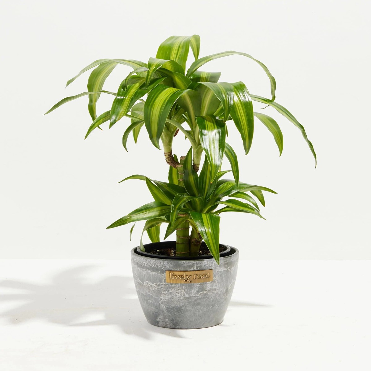 Dracaena Hawaiian Sunshine Dragon Tree LargeGrowerVaries
