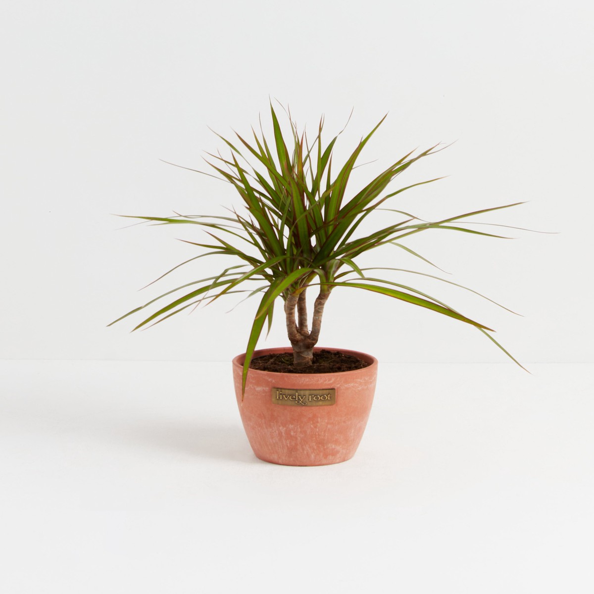Dracaena Marginata (Dragon Tree Plant) ExtraLargeEcoPotChai