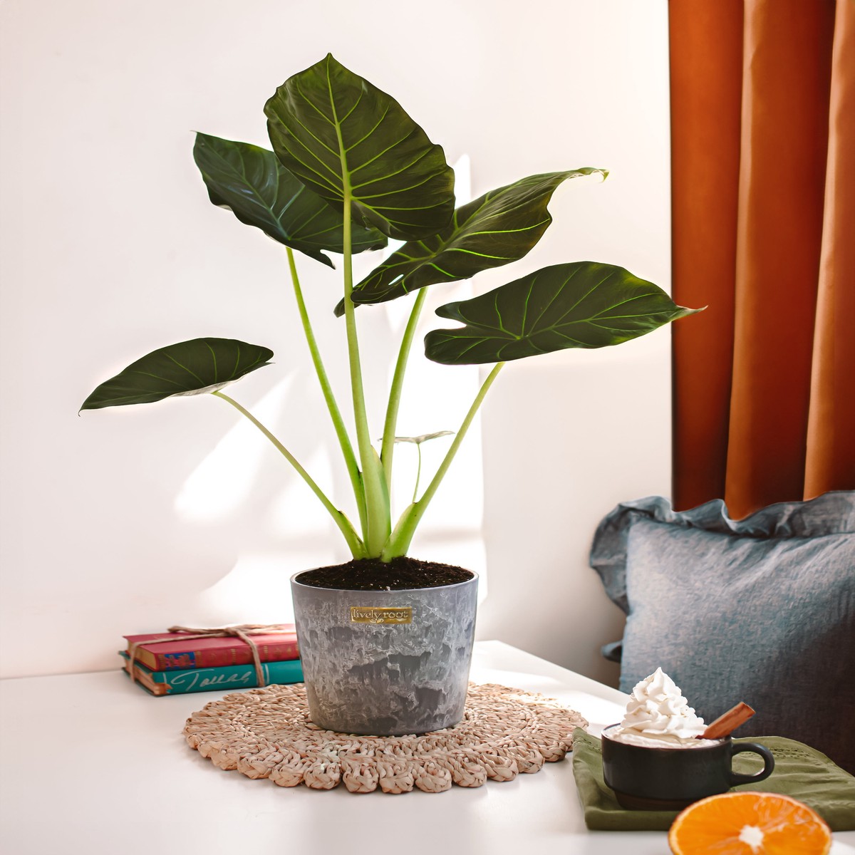Elephant Ear Alocasia Regal Shield MediumEcoPotEarlGrey