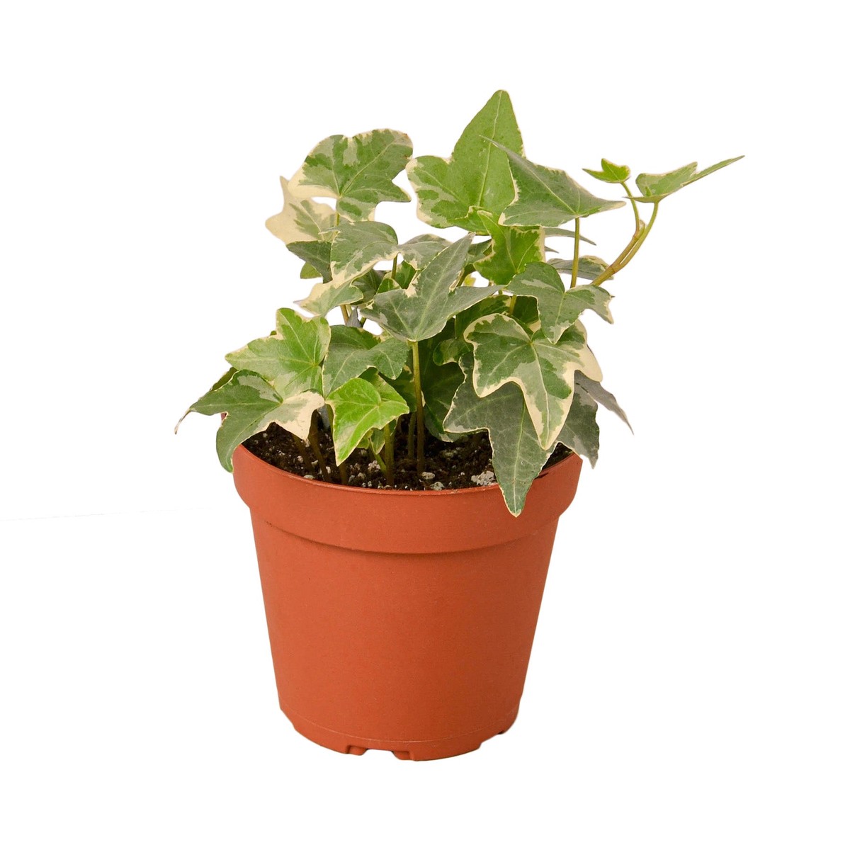 English Ivy Glacier 6PotNurseryPot