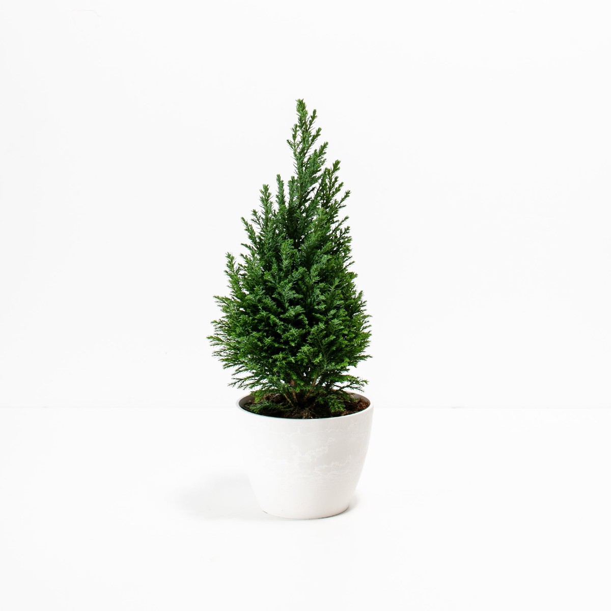 European Cypress Christmas Tree MediumBasketsLight