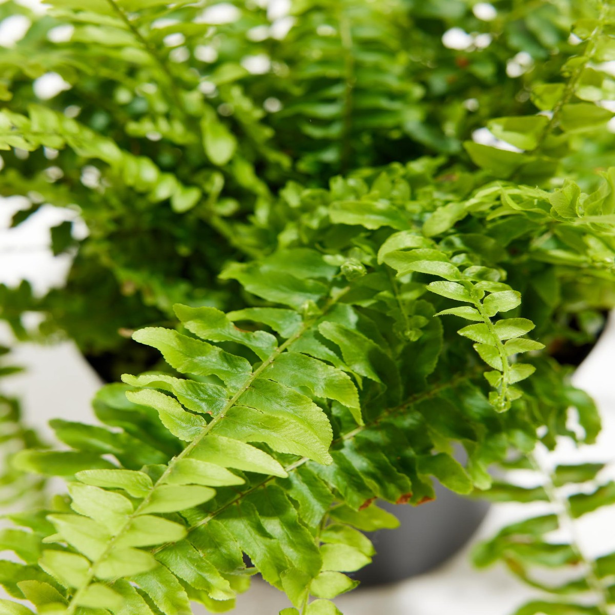 Fern Chester SmallGrowerVaries