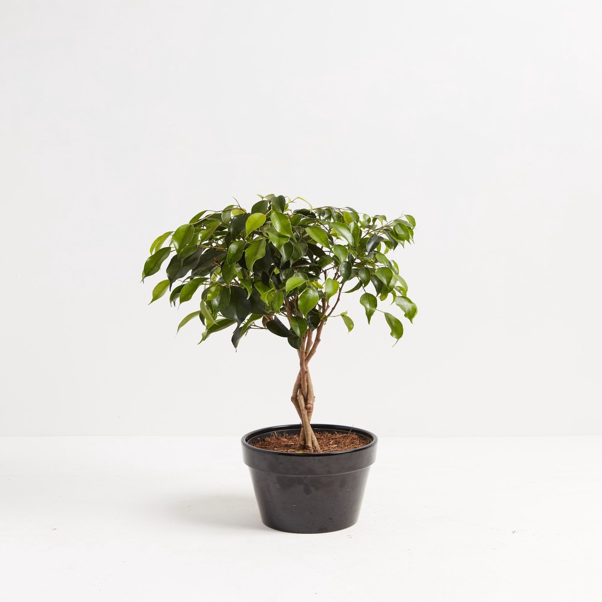 Ficus Benjamina Midnight Braid ExtraLargeEcoPotCoconut