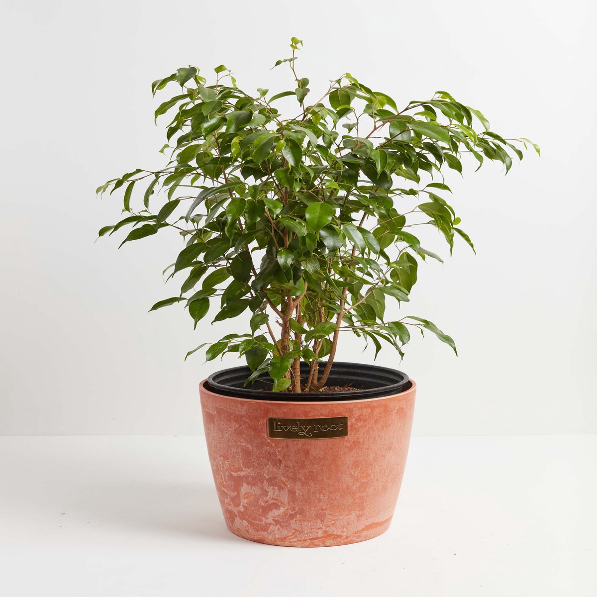 Ficus Benjamina (Weeping Fig Tree) LargeEcoPotEarlGrey