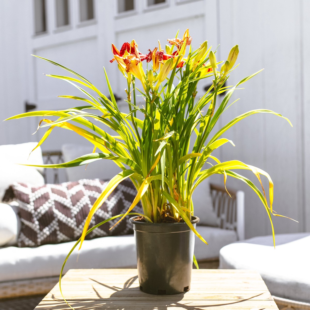 Garnet Daylily EcoPotEarlGrey