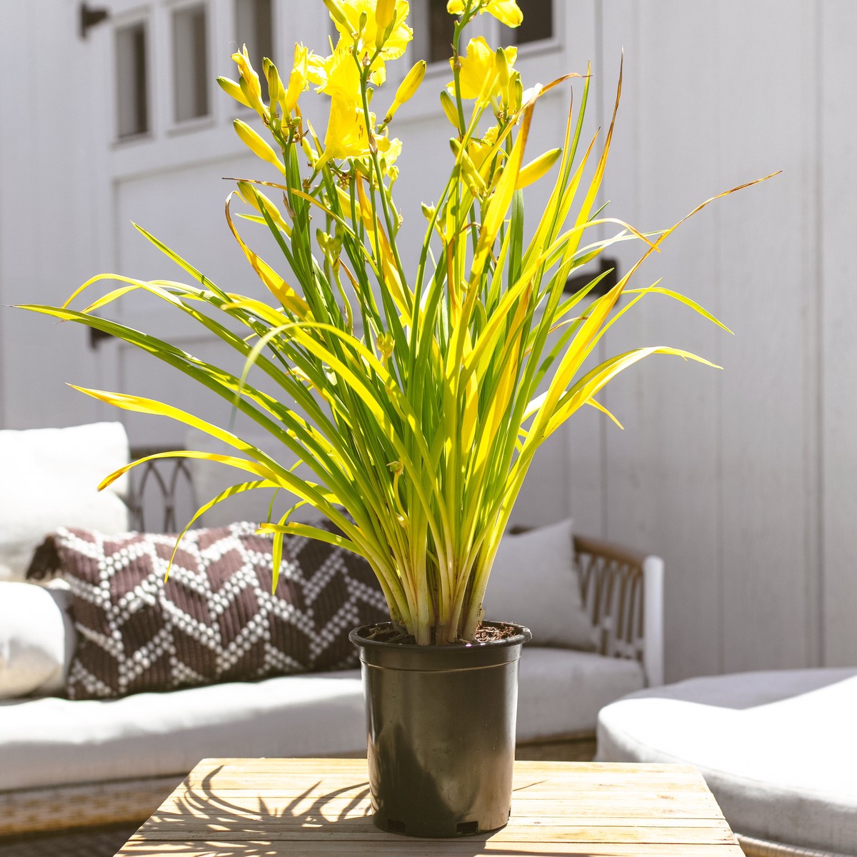 Happy Returns Daylily EcoPotEarlGrey