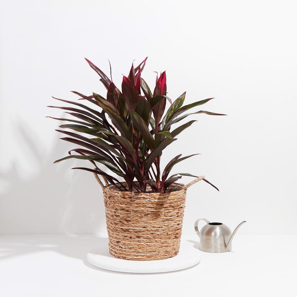 Hawaiian Ti Plant ExtraLargeEcoPotEarlGrey
