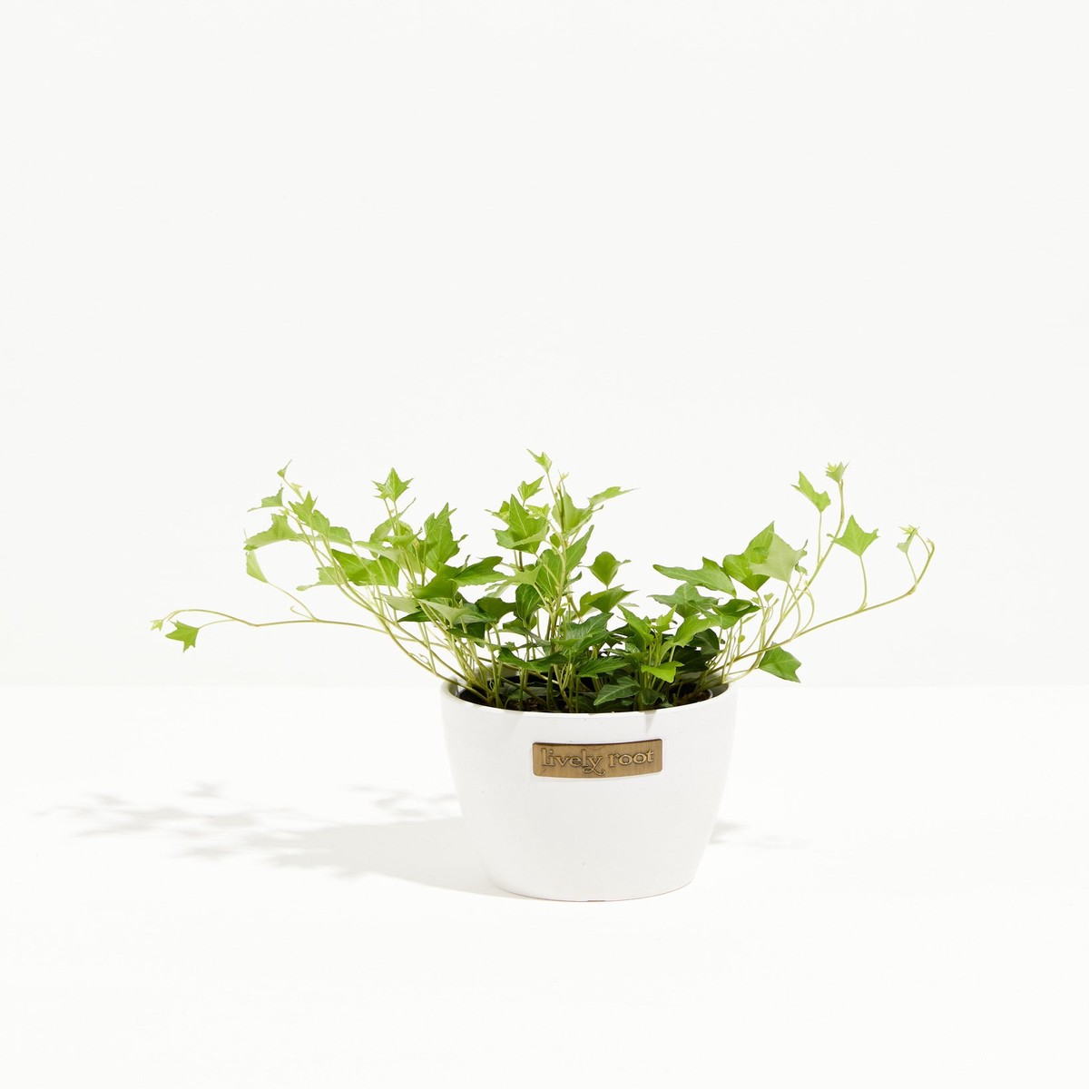 Hedera Ivy Needlepoint SmallBasketsLight