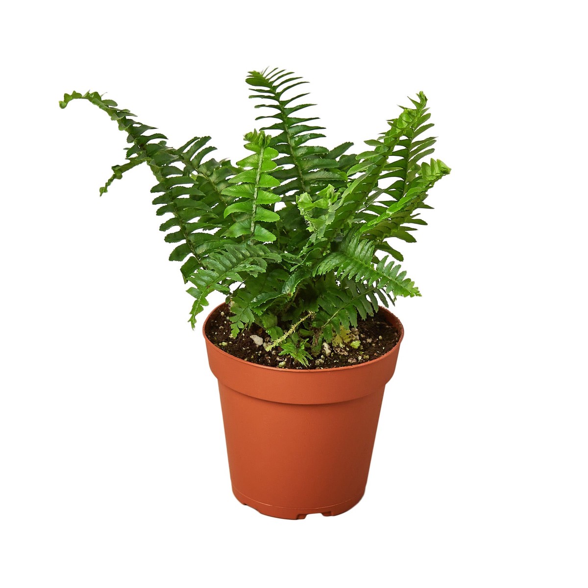 JesterS Crown Fern 3PotNurseryPot