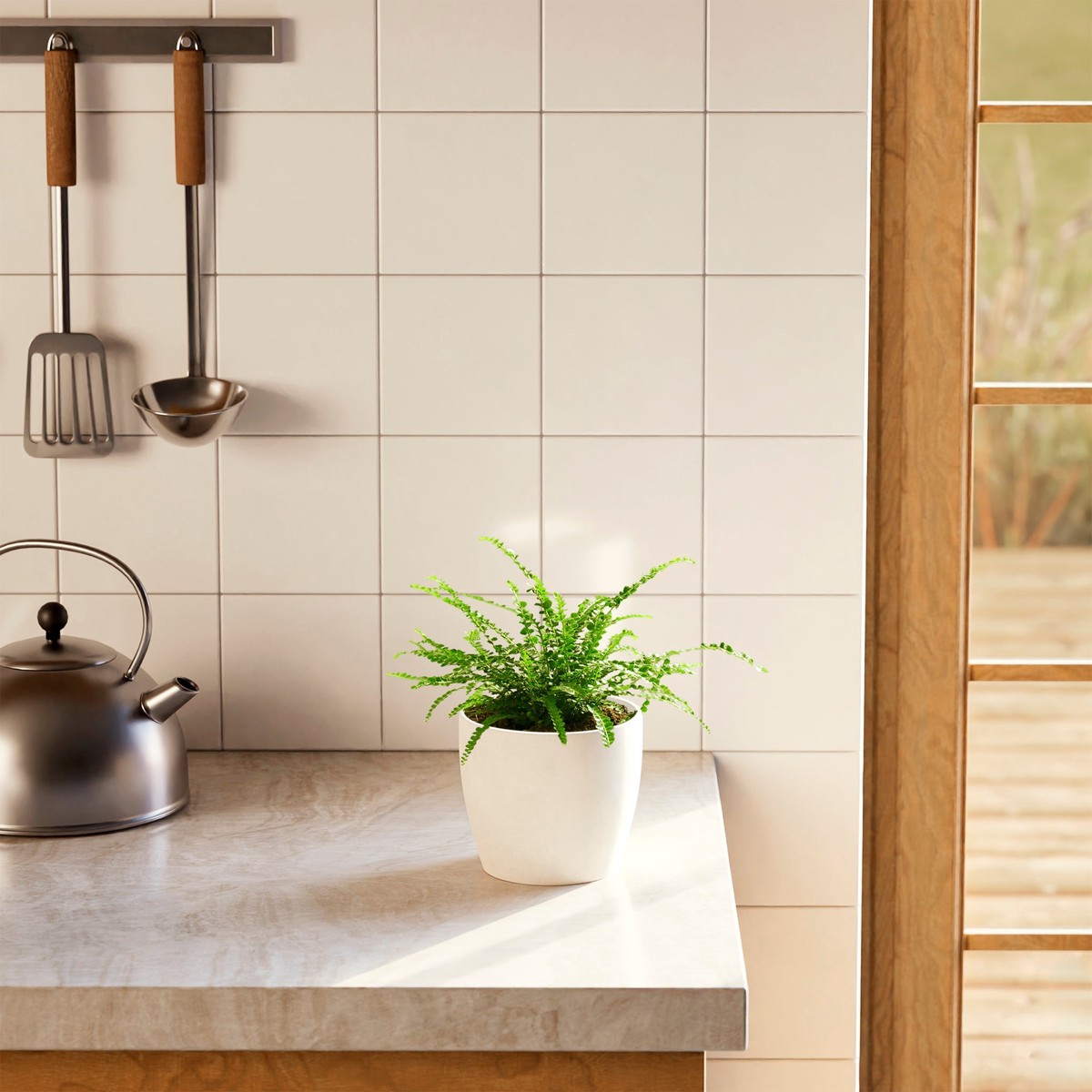 Lemon Button Fern MediumEcoPotMacadamia