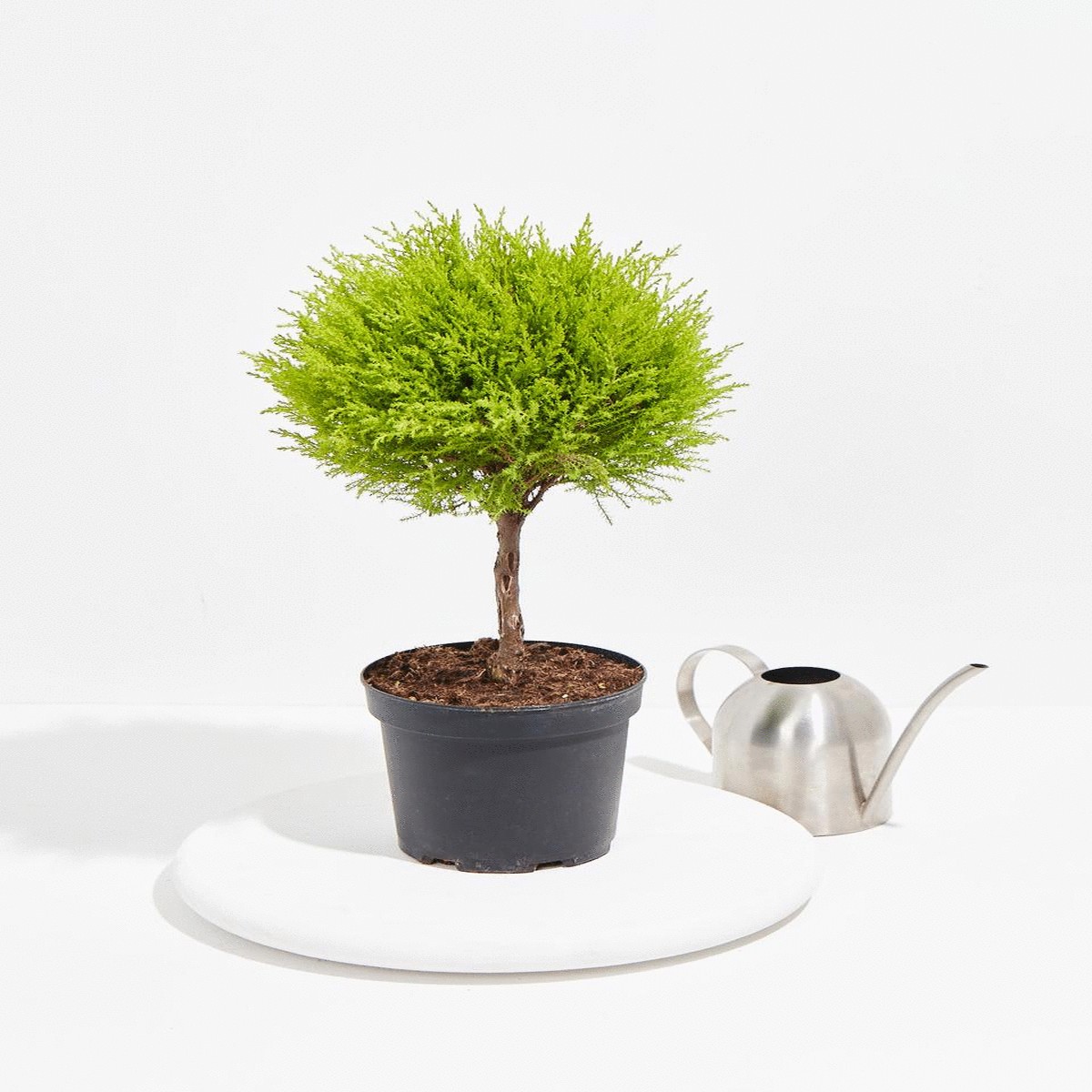 Lemon Cypress Topiary MediumBasketsLight