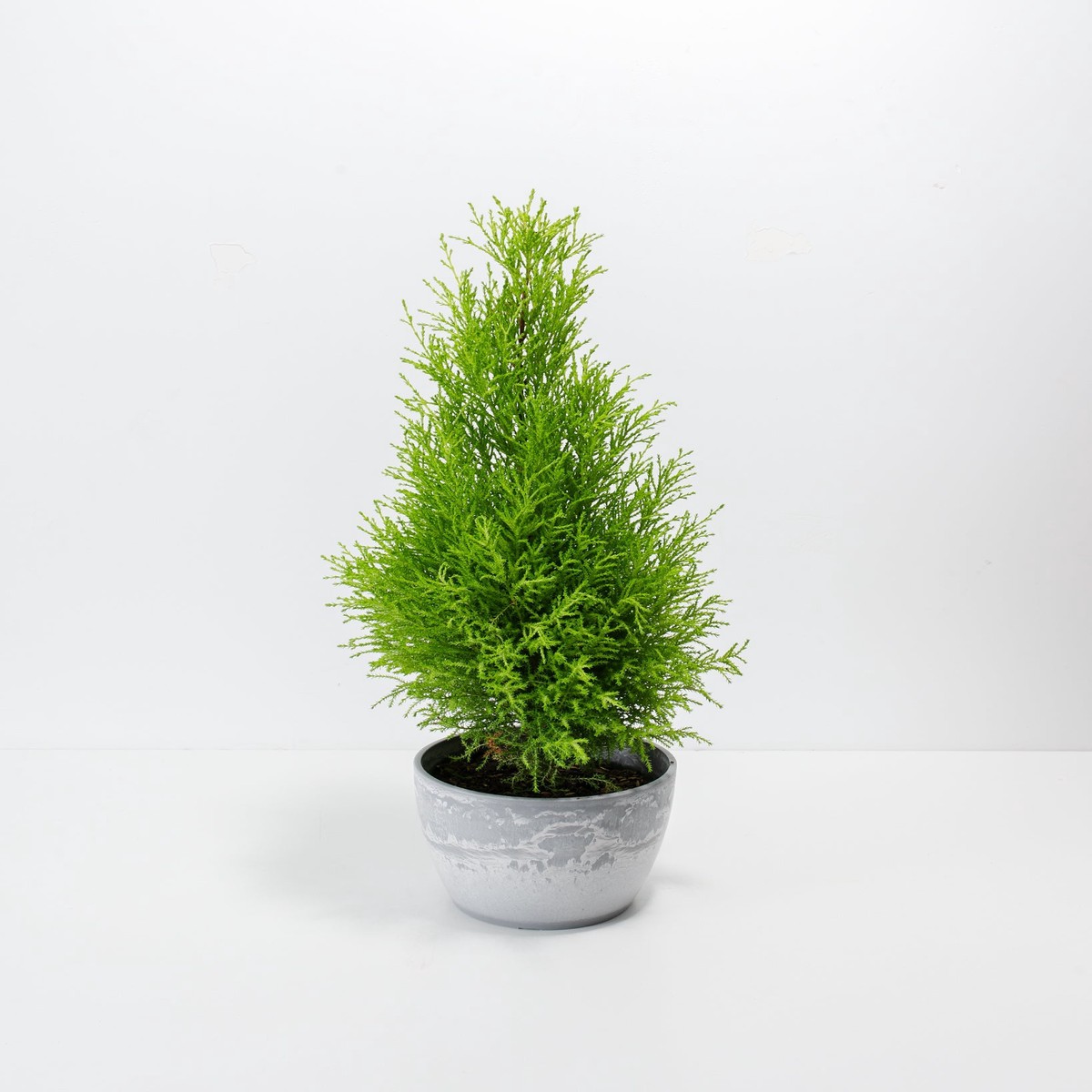 Lemon Cypress Tree MediumEcoPotMacadamia