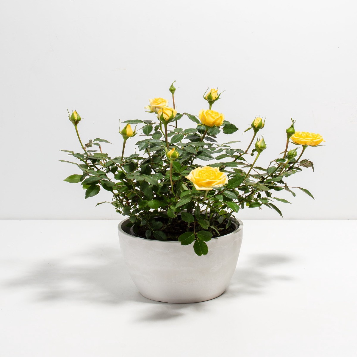 Lemon Yellow Miniature Roses SmallGrowerVaries