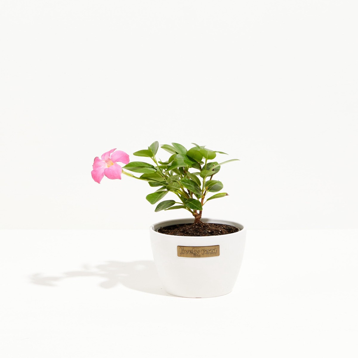 Mandevilla Pink SmallEcoPotMacadamia