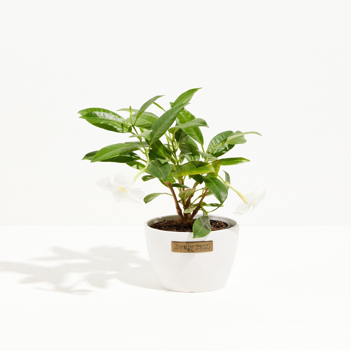 Mandevilla White SmallEcoPotMacadamia