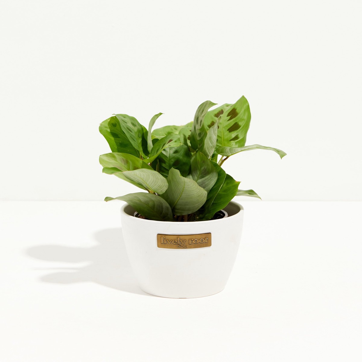 Maranta Leuconeura SmallEcoPotEarlGrey