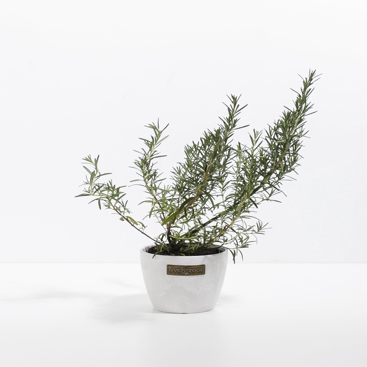 Mini Rosemary Tree SmallEcoPotMacadamia
