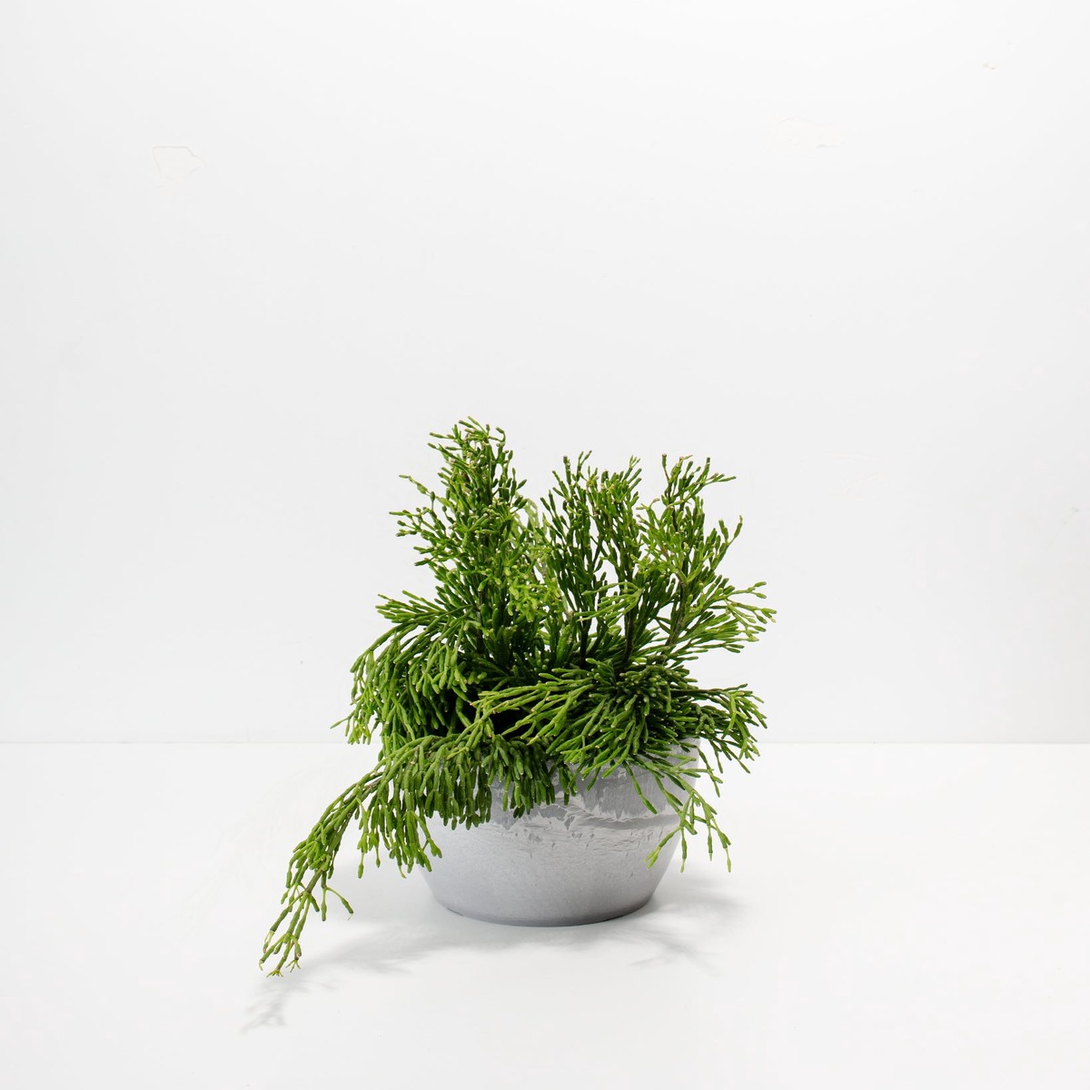 Mistletoe Cactus SmallEcoPotChai