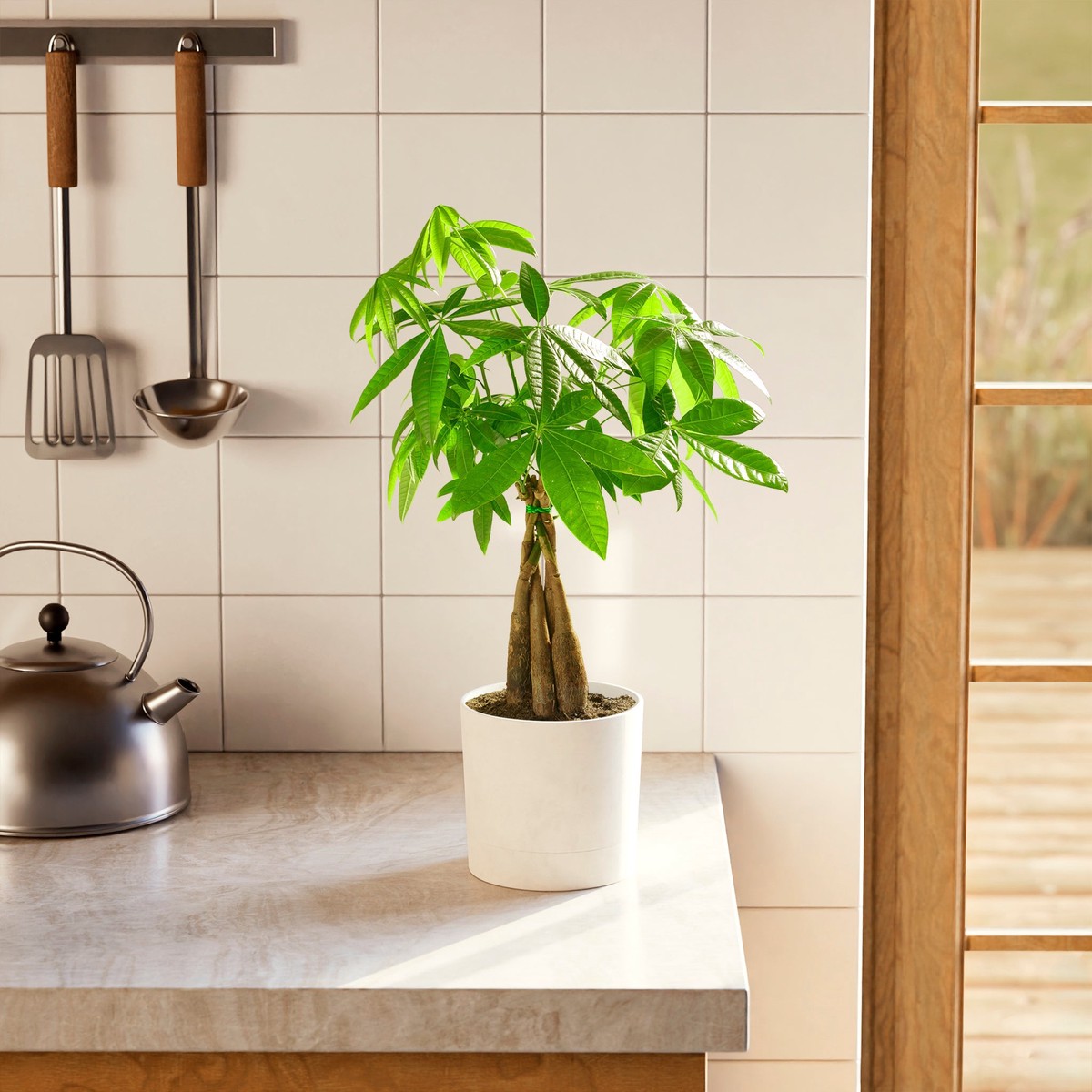 Money Tree Plant MediumSmartWateringCoconut