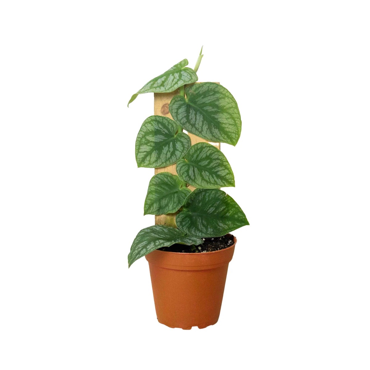 Monstera Dubia (Shingle Plant) 4PotBlackCylinder