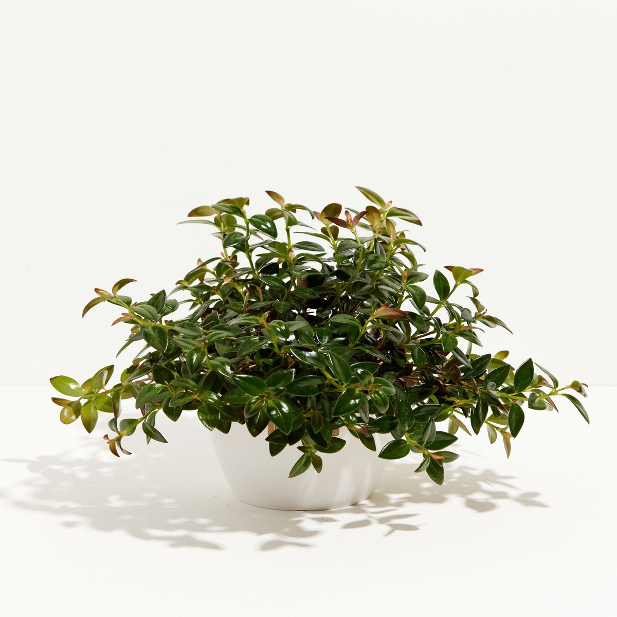 Nematanthus Black Goldfish Plant MediumEcoPotChai