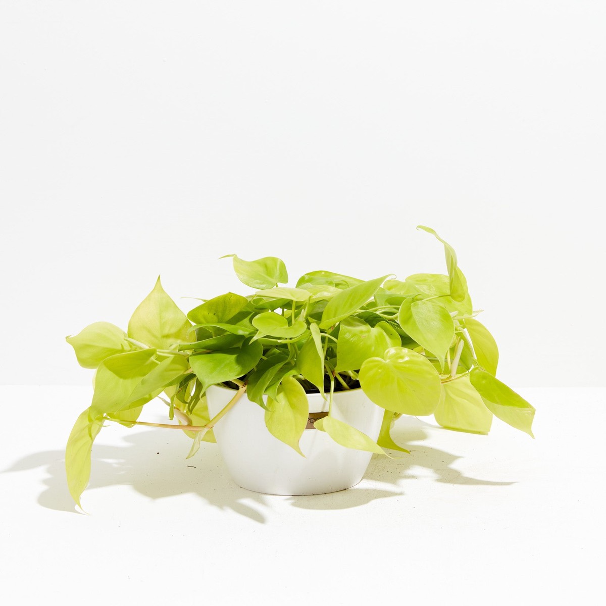 Neon Philodendron MediumEcoPotChai