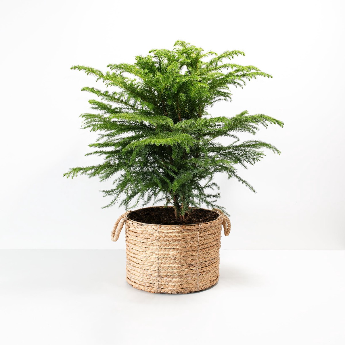 Norfolk Island Pine ExtraLargeGrowerVaries