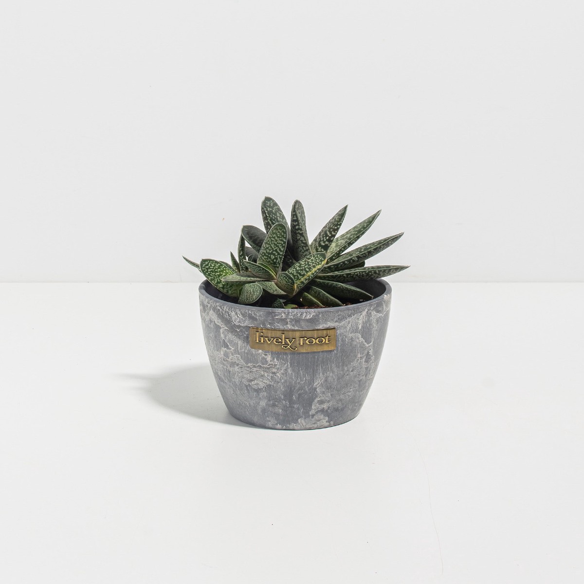 Ox Tongue Succulent SmallEcoPotEarlGrey