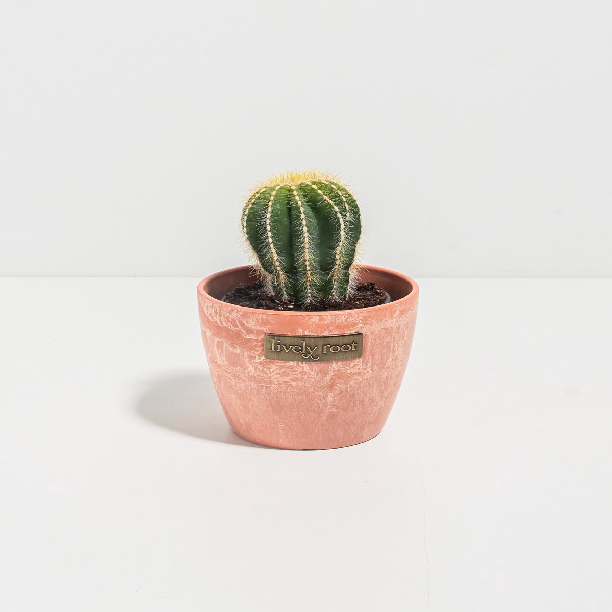 Parodia Cactus SmallEcoPotEarlGrey