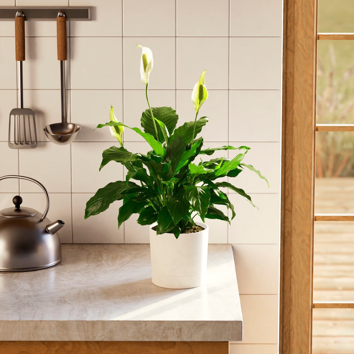 Peace Lily (Spathiphyllum) ExtraLargeEcoPotCoconut