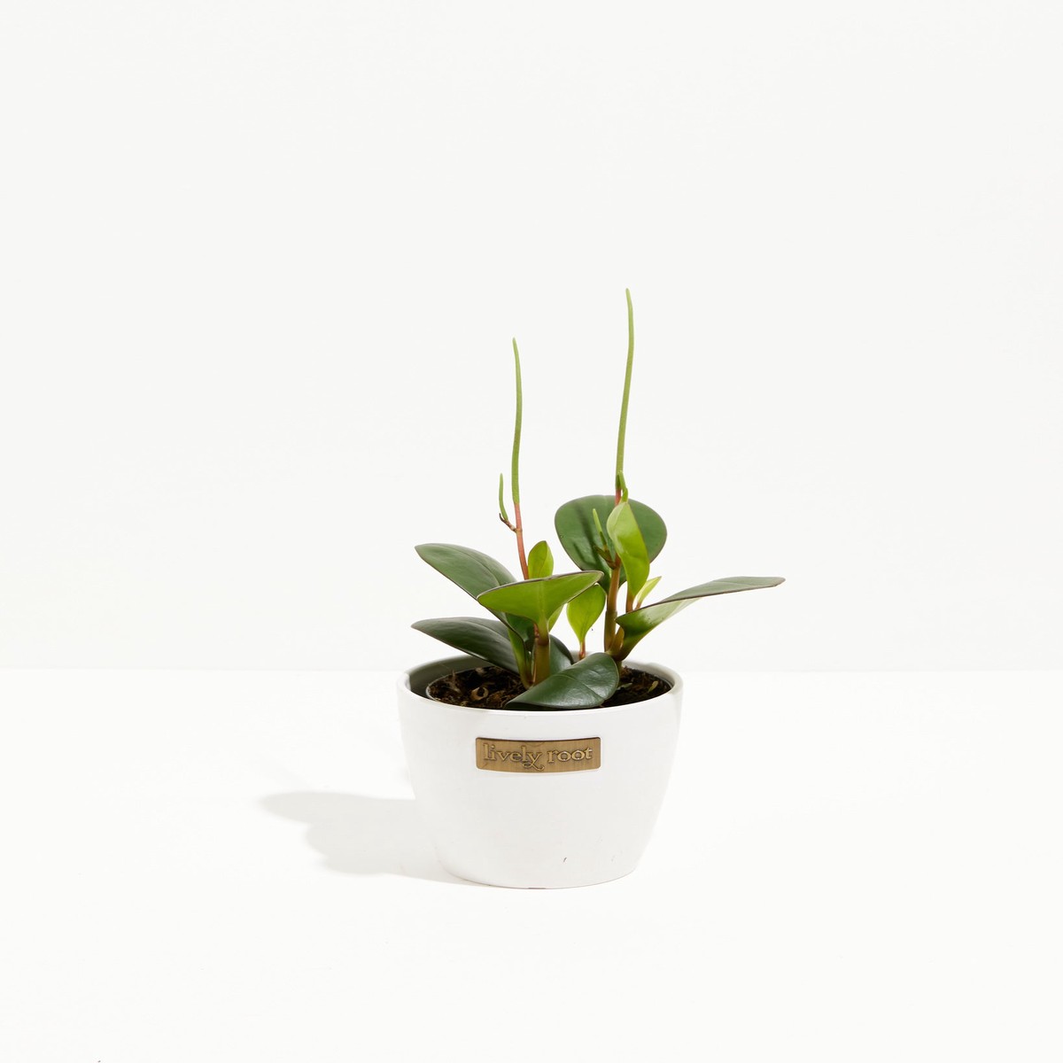 Peperomia Red Margin SmallGrowerVaries