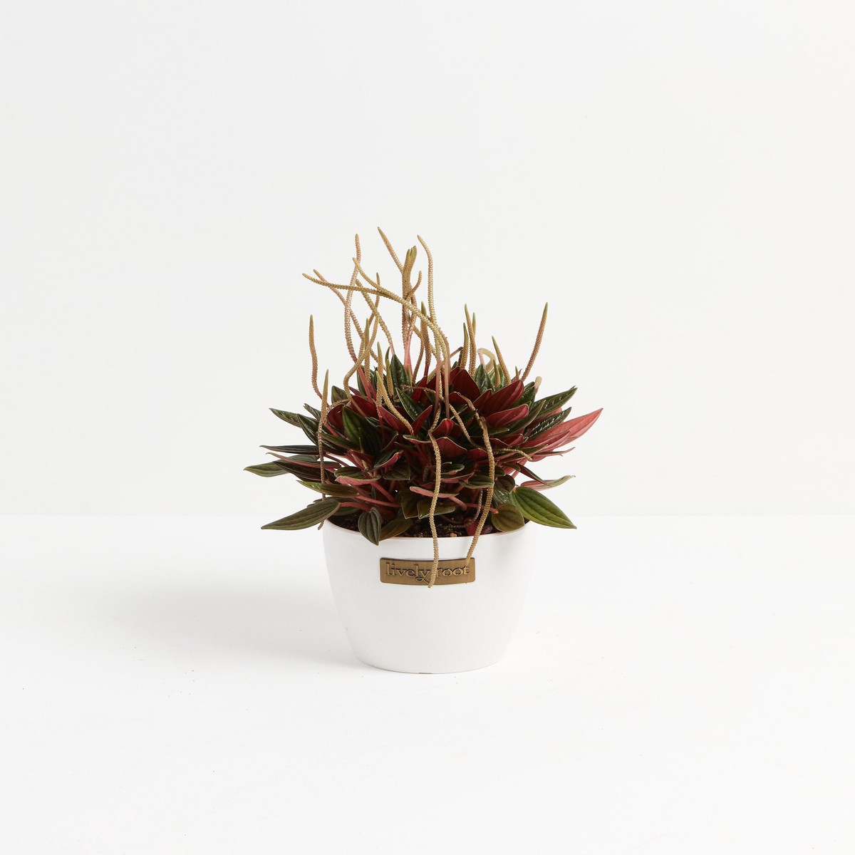 Peperomia Rosso SmallGrowerVaries