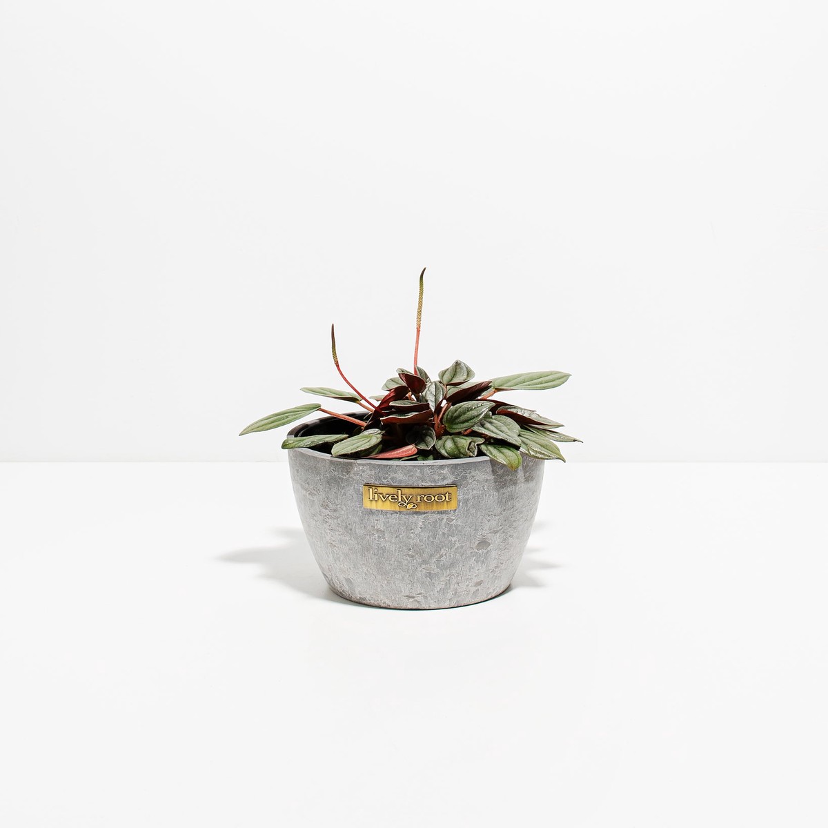 Peperomia Santorini MediumGrowerVaries