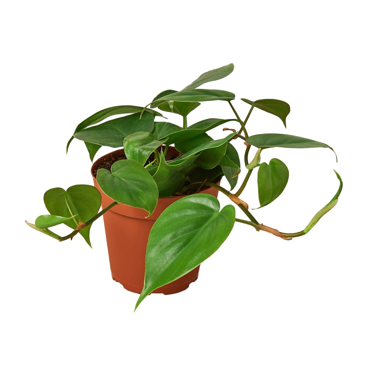 Philodendron Cordatum Heartleaf 4PotNurseryPot