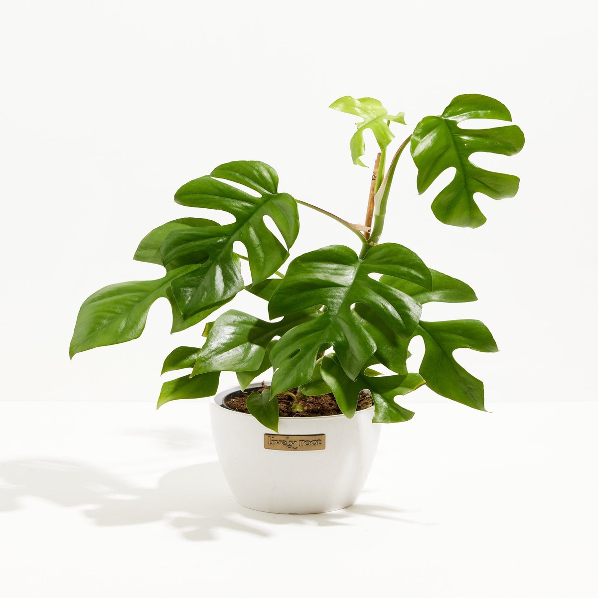 Philodendron Ginny (Mini Monstera) MediumEcoPotCoconut