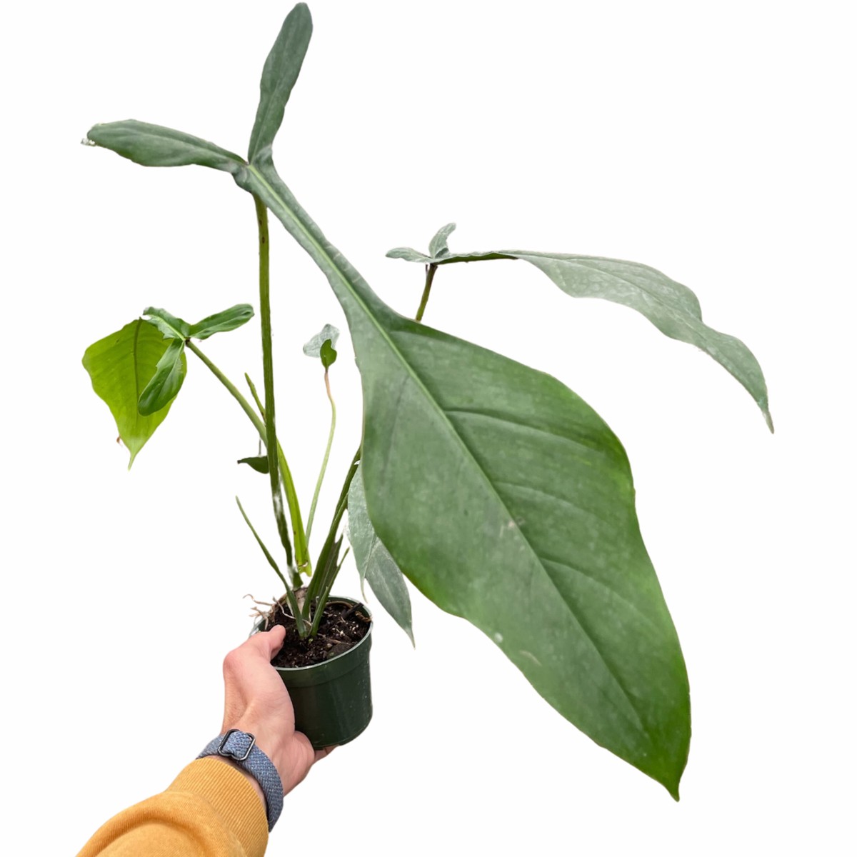 Philodendron Joepii 4Pot
