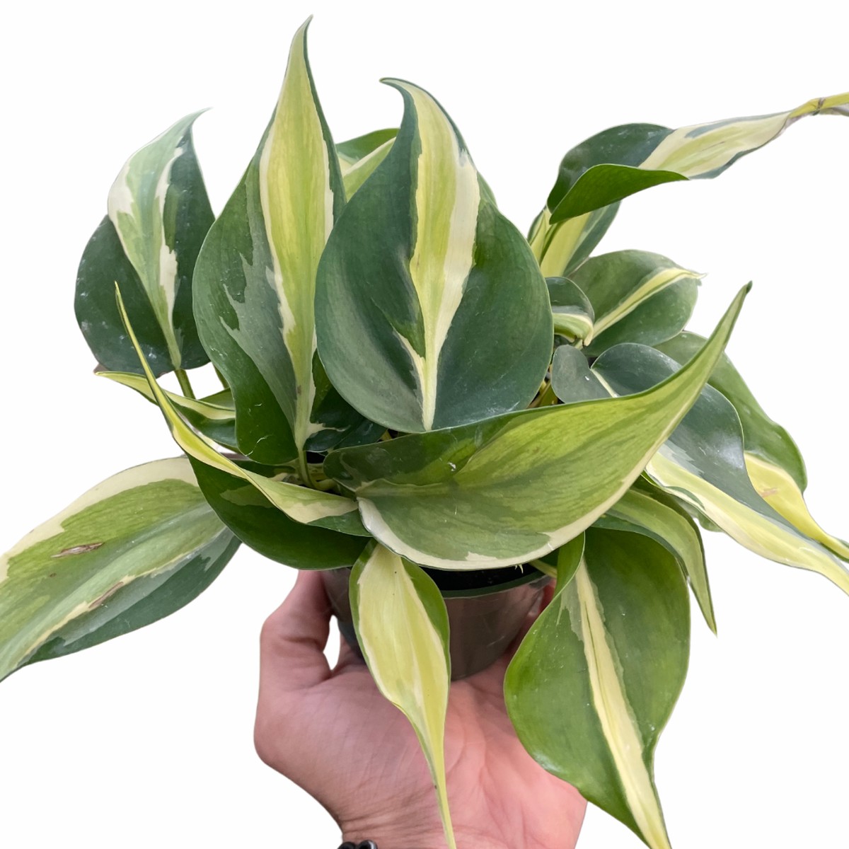 Philodendron Silver Stripe 8Pot