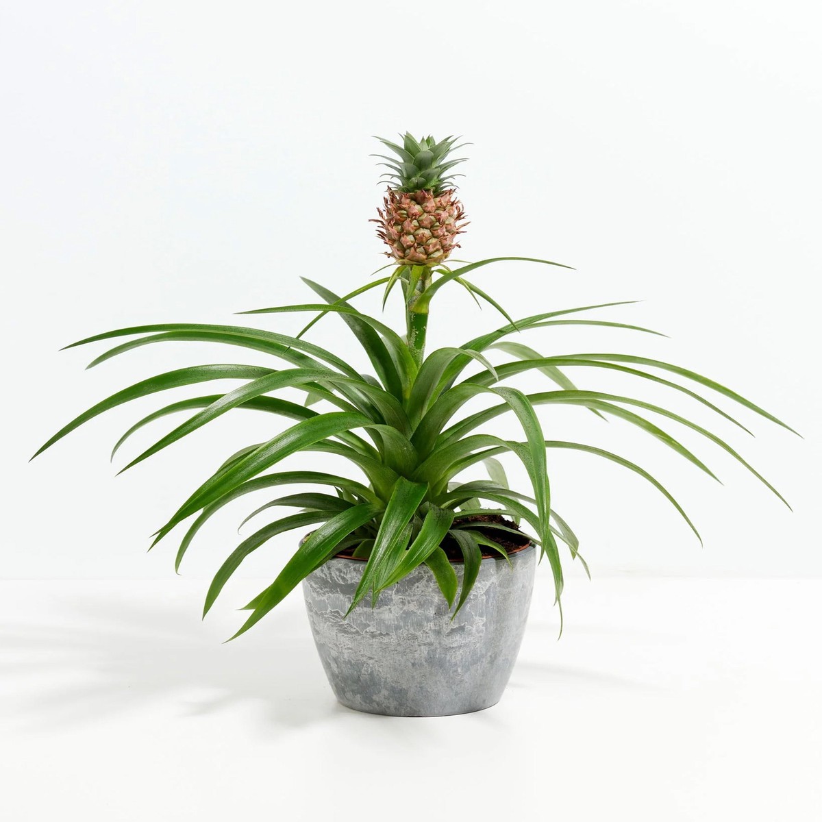 Pineapple Plant MediumEcoPotMacadamia