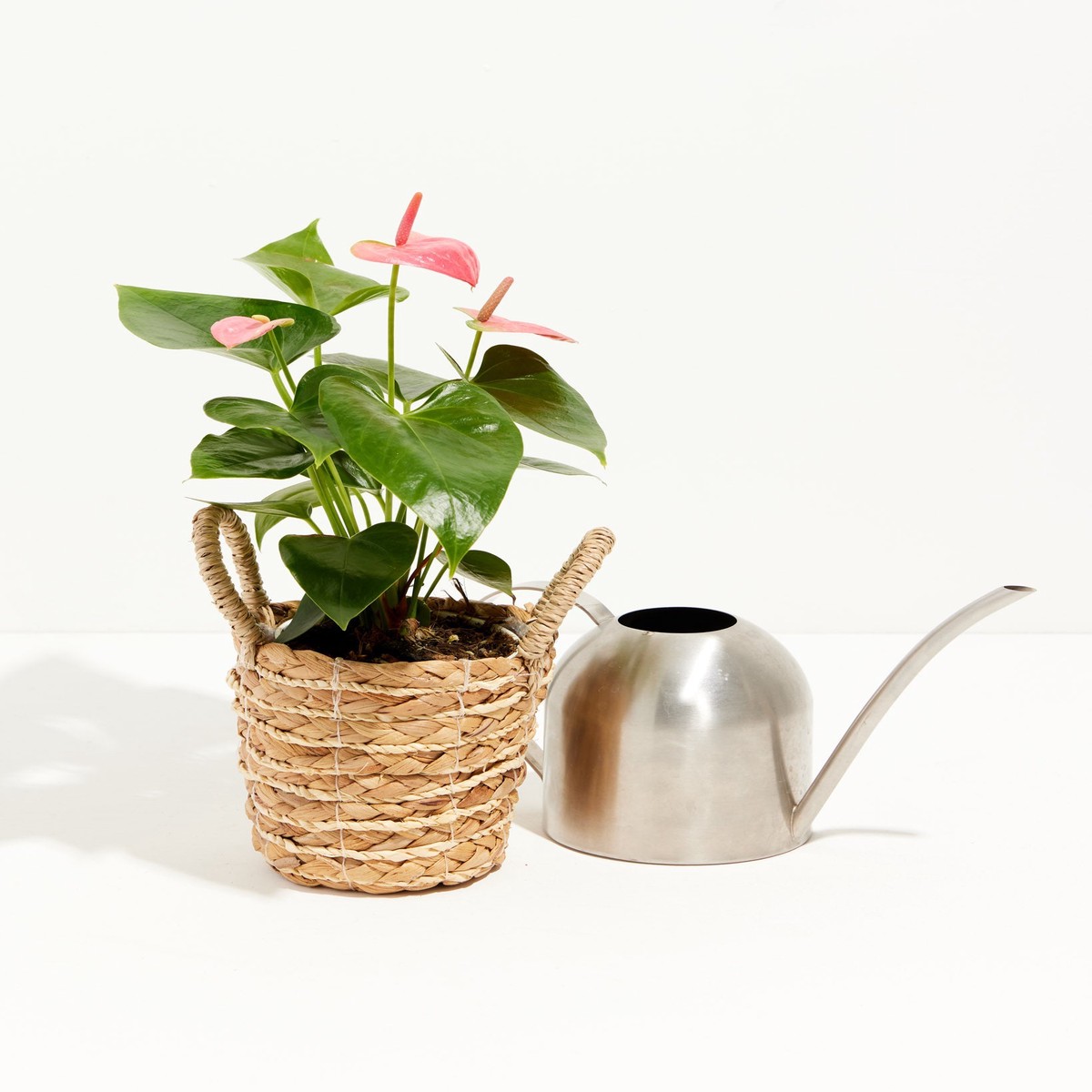 Pink Anthurium MediumEcoPotMacadamia