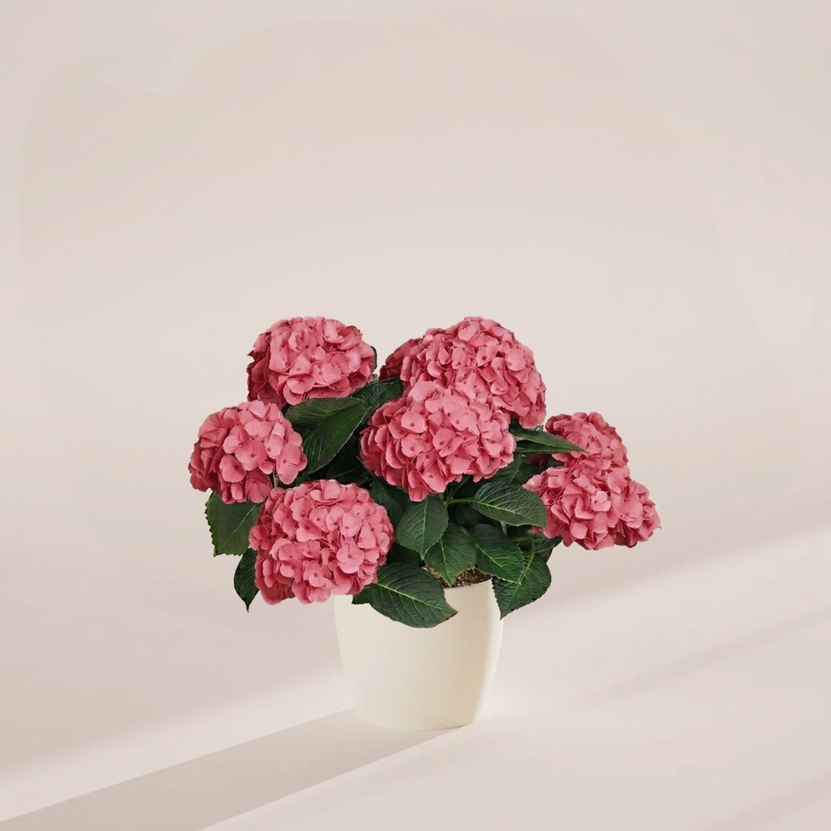 Pink Heritage Hydrangea MediumEcoPotChai